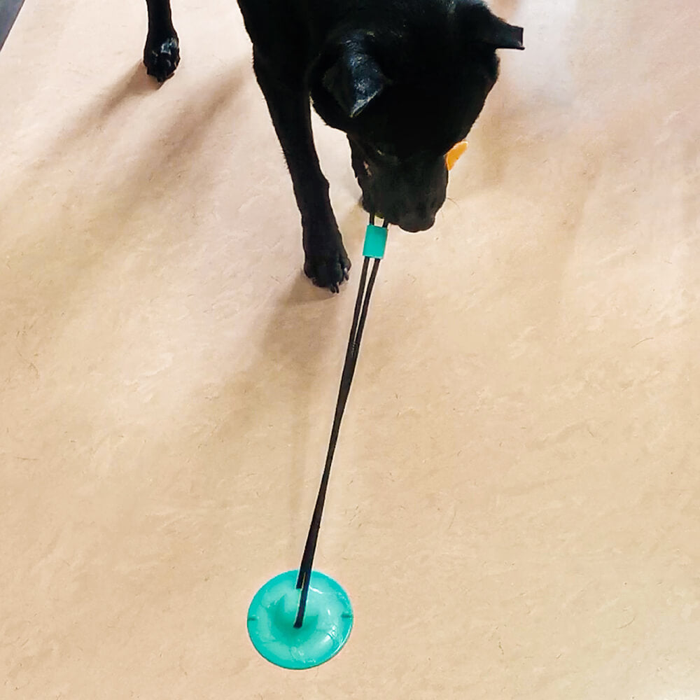 Tug of war dog toy with powerful suction cup, ideal for mental stimulation and durable chewing.