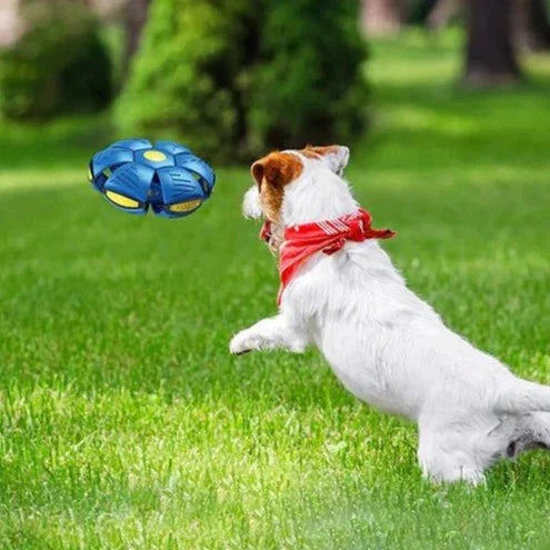 Unisex dog toy transforming from disc to ball, vibrant colors, illustrating interactive pet fun and outdoor play