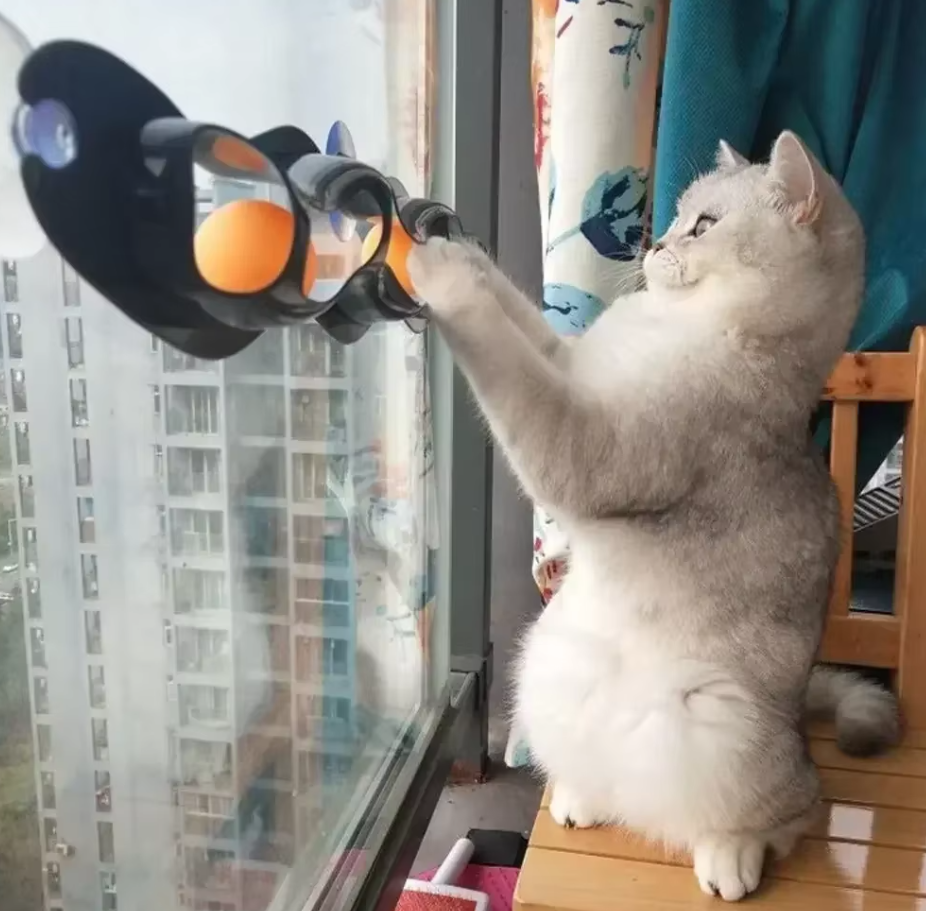 Interactive window-mounted cat track toy with colorful movable balls, enhancing feline play and enrichment.