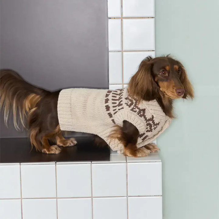 Dachshund wearing a khaki Fair Isle sleeveless dog jumper, stylish and warm winter pet fashion