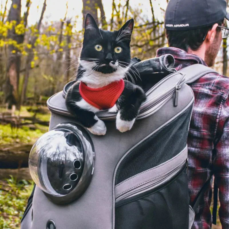 Ventilated pet carrier with mesh windows, ensuring airflow for cats or small animals during travel.