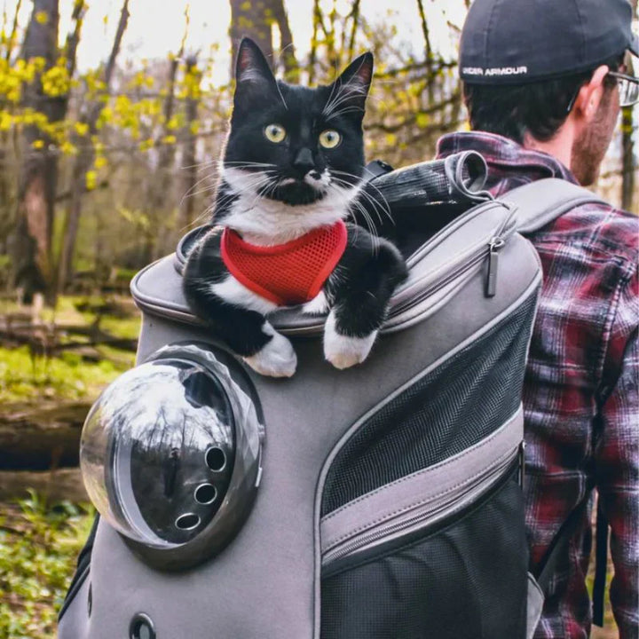 Ventilated pet carrier with mesh windows, ensuring airflow for cats or small animals during travel.