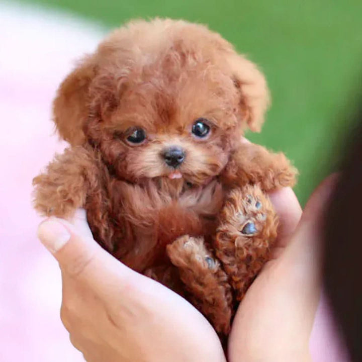 Playful interactive plush dog, a cute stuffed animal & soft toy for kids' imaginative games.
