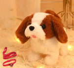 Corgi