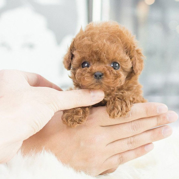 Child happily playing with a Kids' Interactive Realistic Puppy Robot Toy, a fun robotic pet for imaginative play.