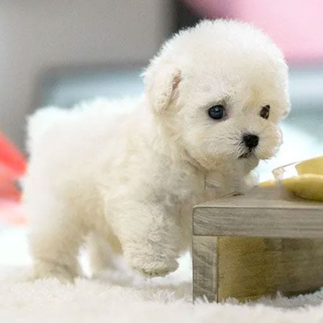An interactive puppy robot toy barking and moving, providing hours of fun as a realistic kids' robotic pet.