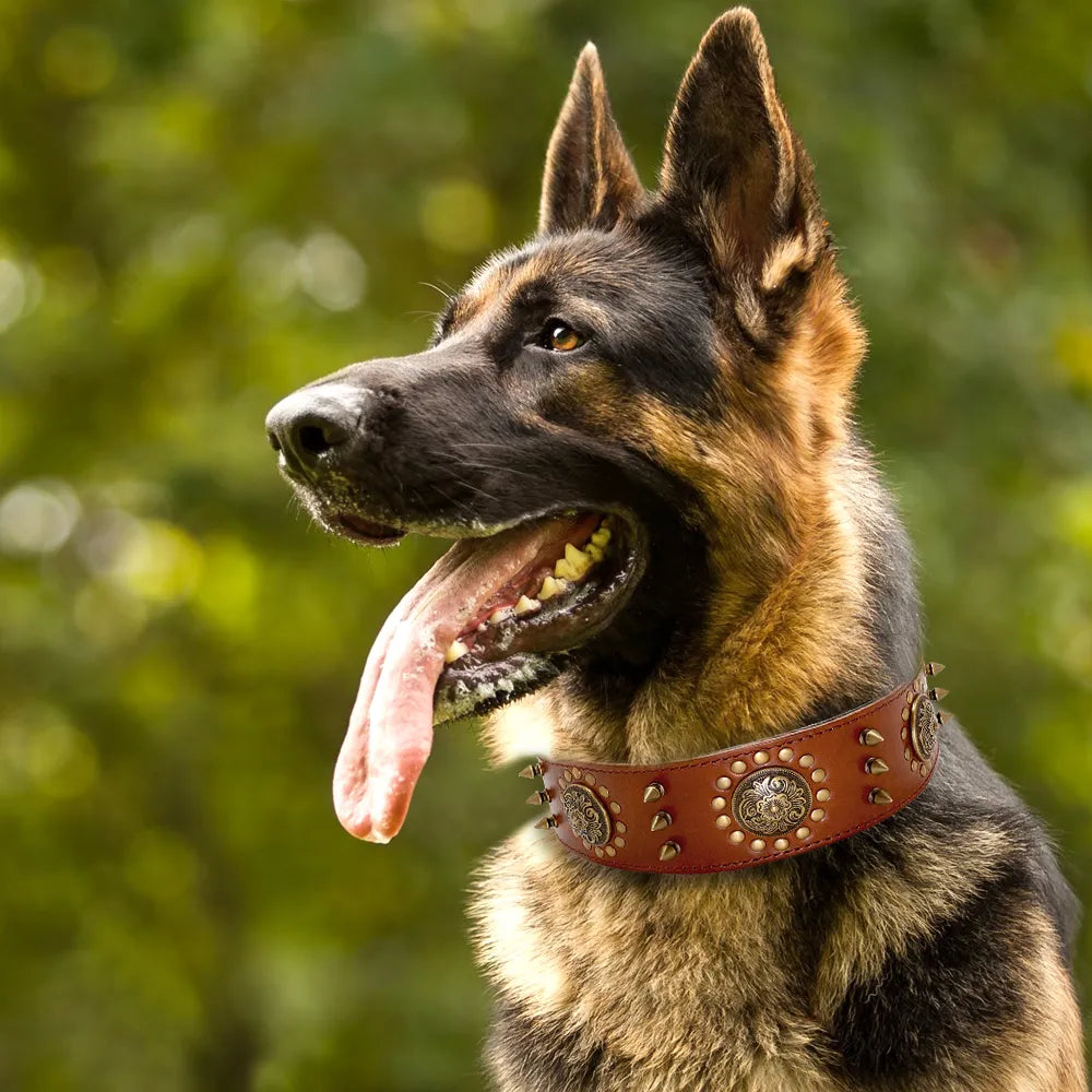 Large dog leather collar with decorative rivets and metal accents, perfect for a big canine