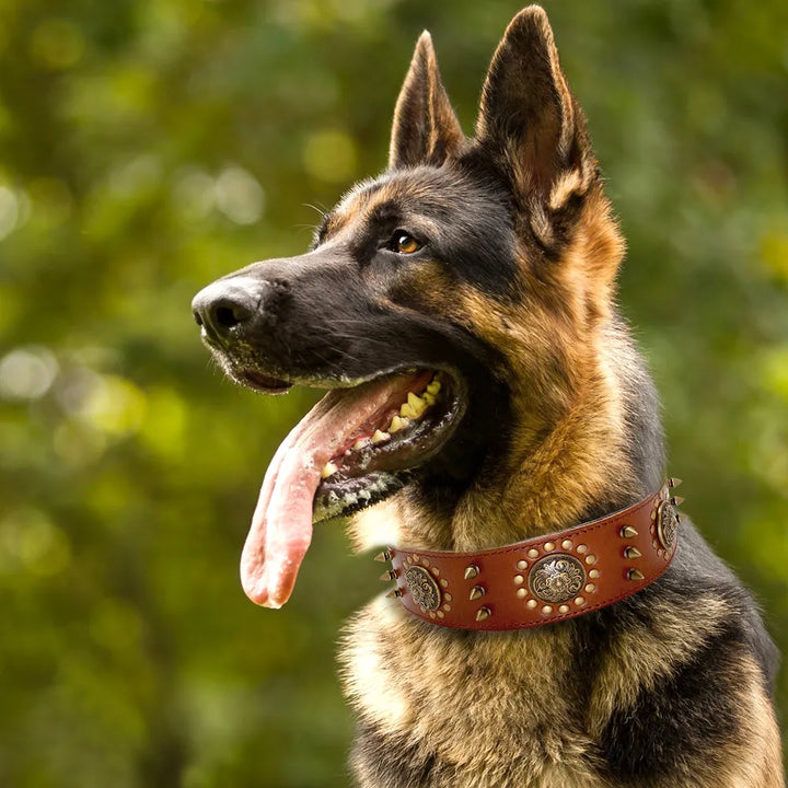 Large dog leather collar with decorative rivets and metal accents, perfect for a big canine