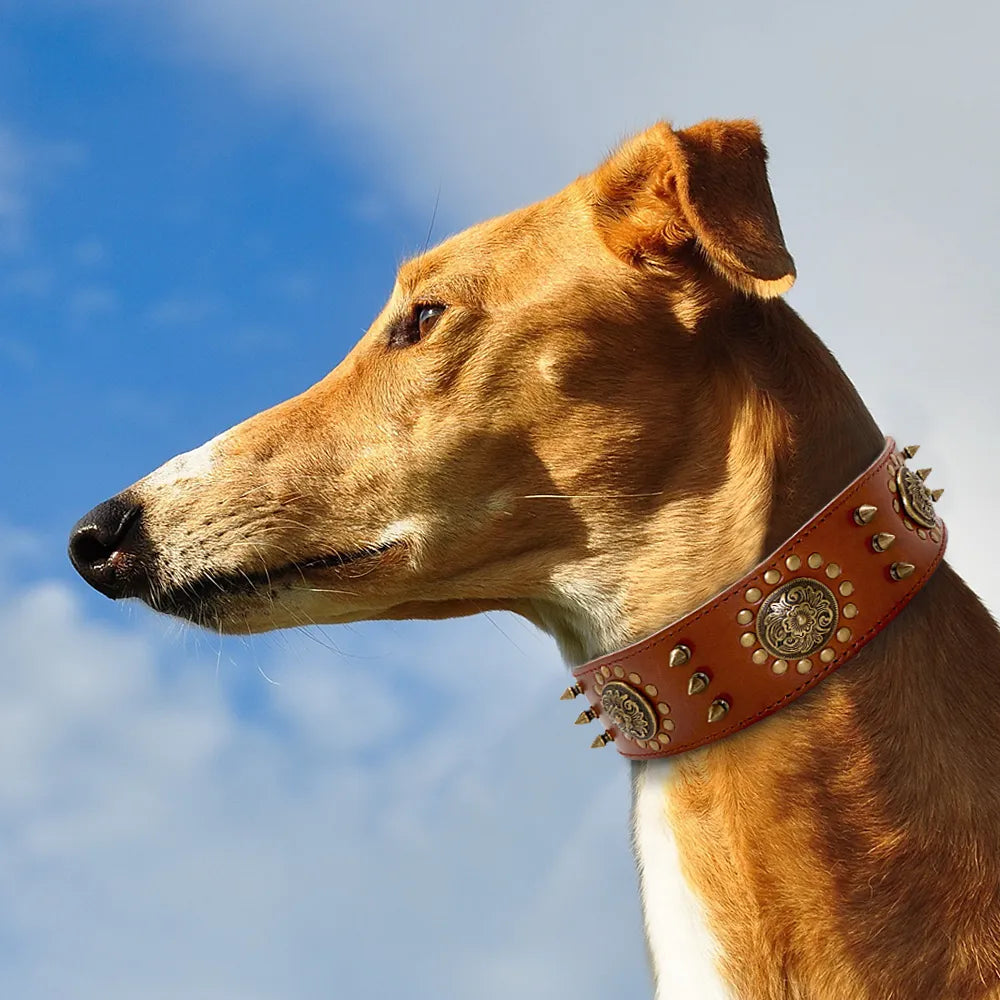 Black large dog leather collar featuring prominent rivets and elegant metal embellishments