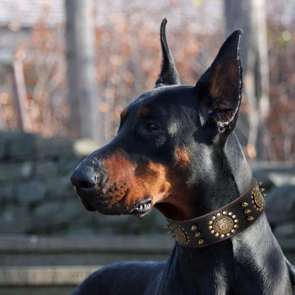 Unique large dog accessory: a wide leather collar studded with various rivets and metal details