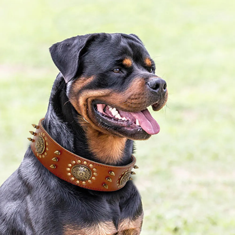 Fashionable large dog accessory: a sturdy leather collar embellished with rivets & metal accents