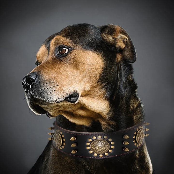 Tan large dog leather collar with an array of rivets and distinct metal accents, canine fashion