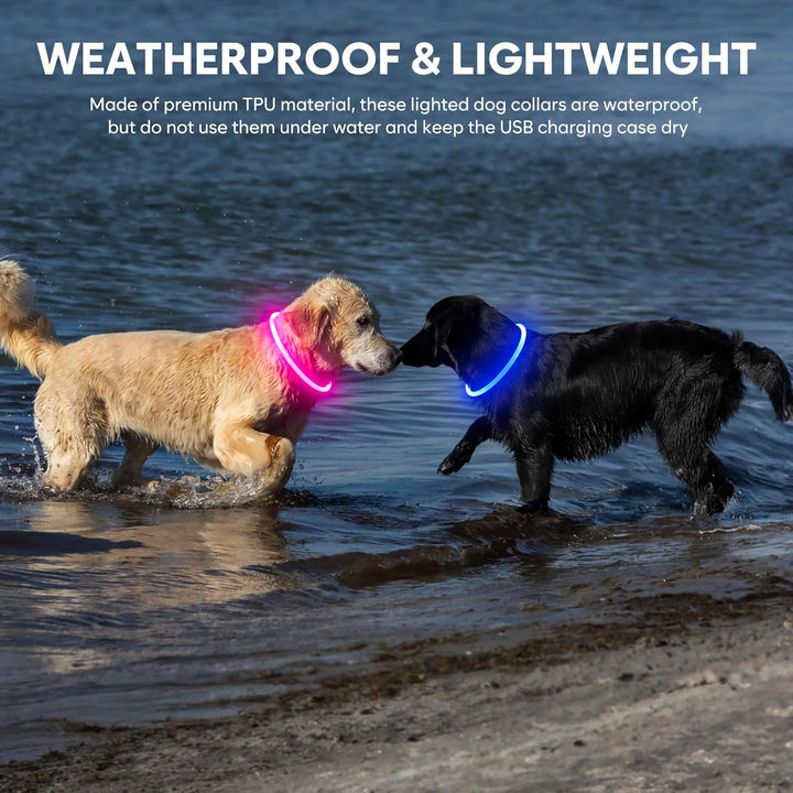 Pet safety LED collar, rechargeable & brightly lit, ensuring your dog is seen after dark.