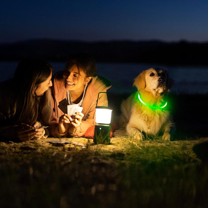 Bright LED lighted pet collar, rechargeable for dog safety during nighttime outdoor activities.