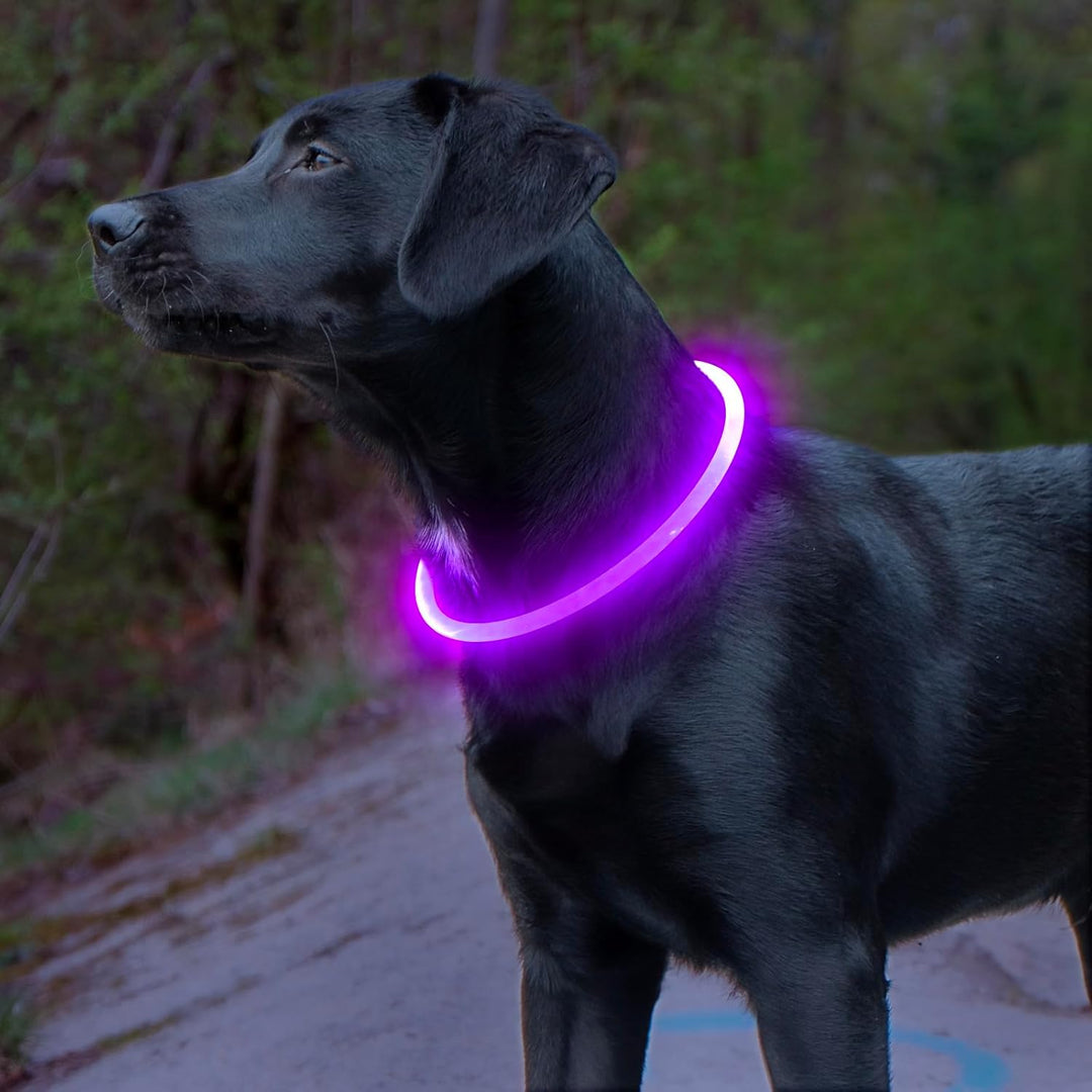 Unisex LED pet safety collar, an essential rechargeable dog accessory for night time visibility.