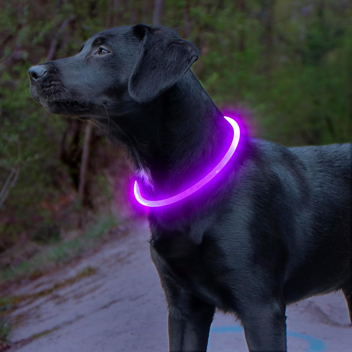 Unisex LED pet safety collar, an essential rechargeable dog accessory for night time visibility.
