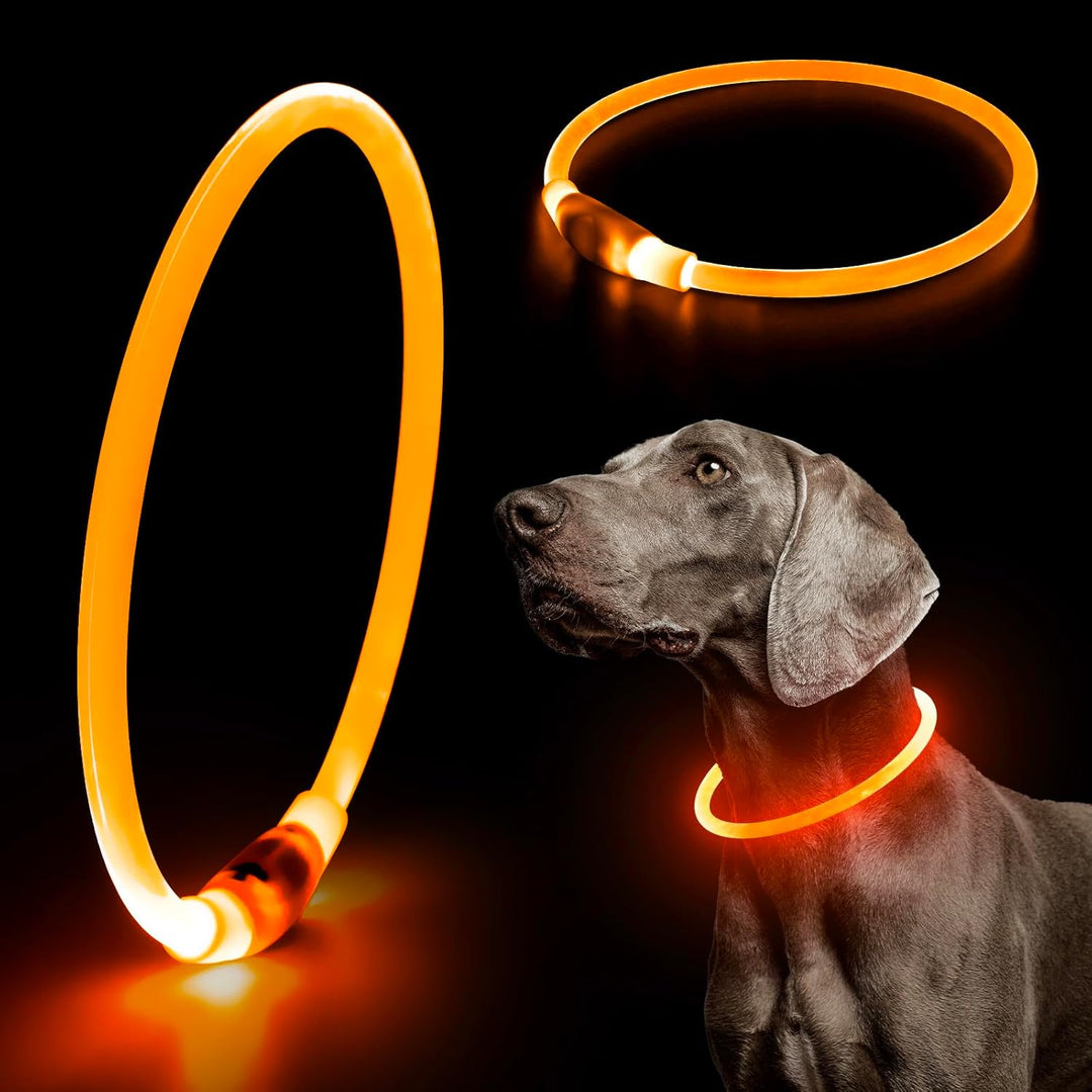 Highly visible LED dog collar, USB rechargeable, designed for pet safety in low light.