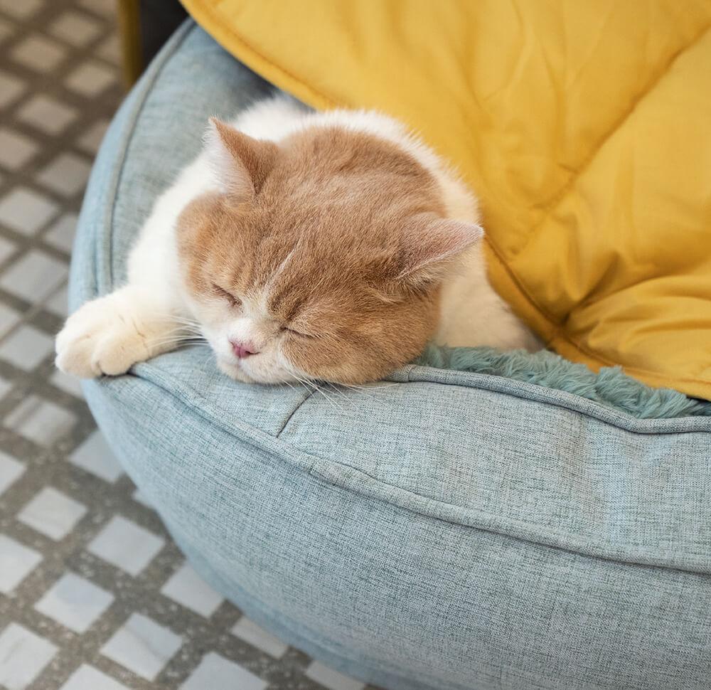 Dog enjoying a nap on a luxury leaf blanket & donut bed set.