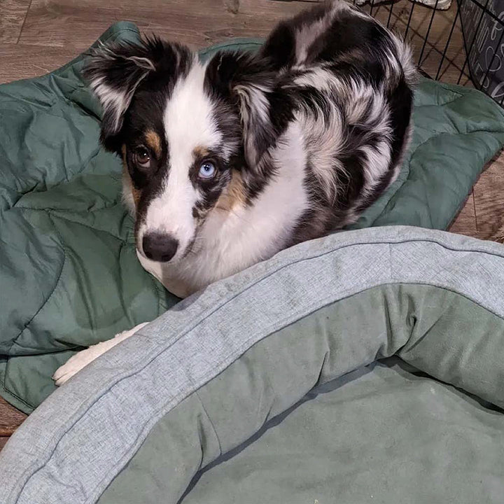 Full view of the Luxury Leaf Dog Blanket & Donut Bed Set.