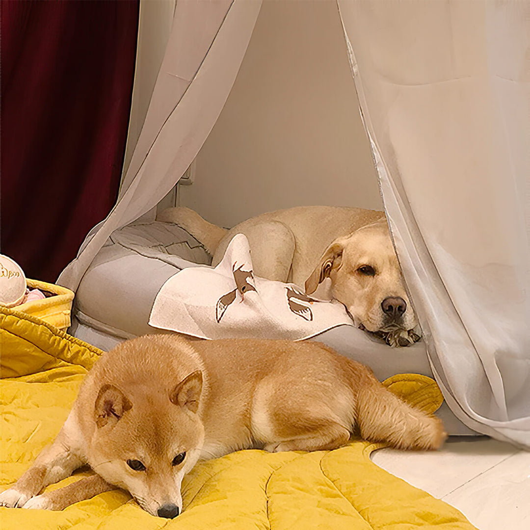 Soft green leaf dog blanket paired with a plush donut bed.