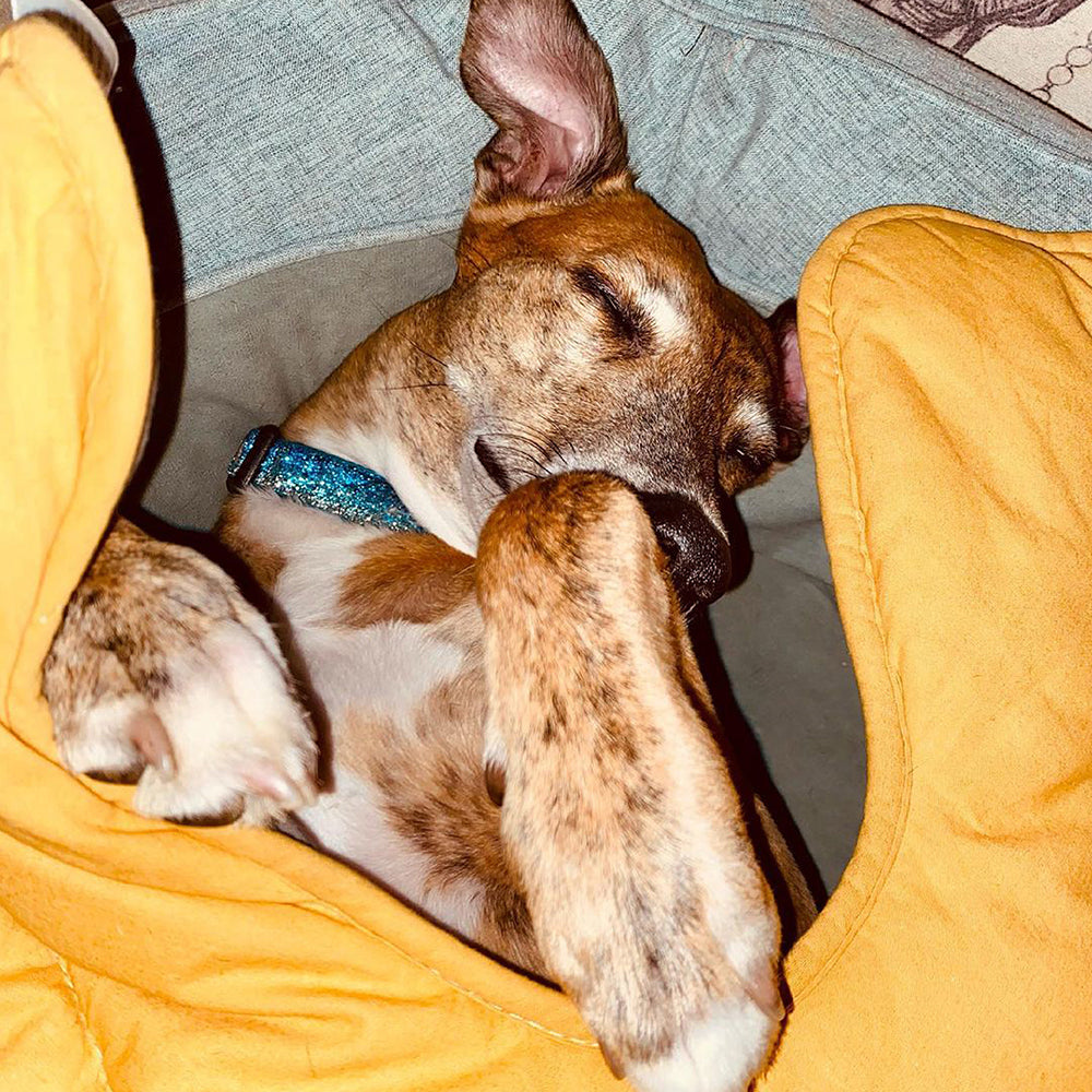 Close-up of the plush fabric of a leaf dog blanket & donut bed.