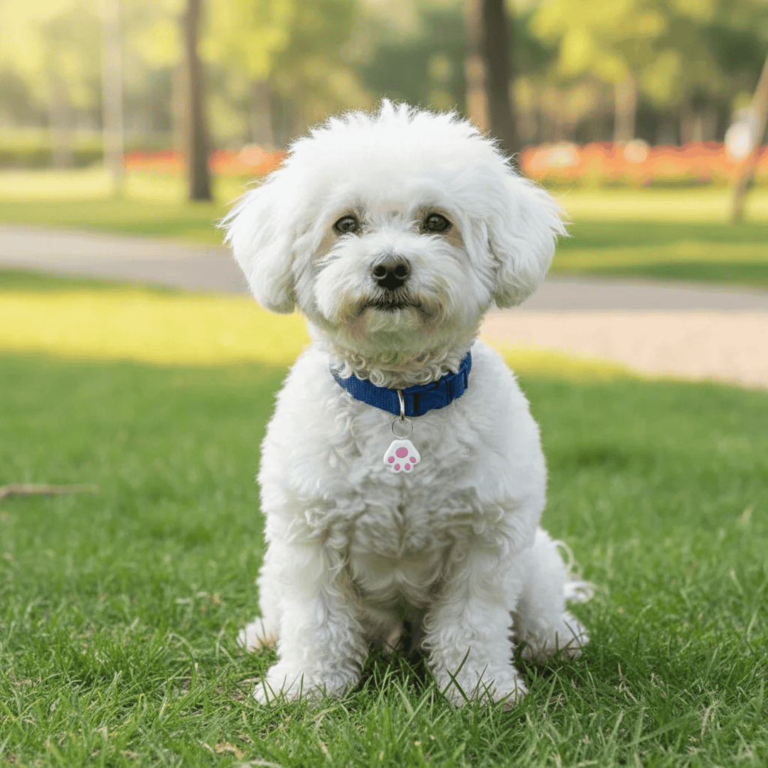 Compact pet tracker with Bluetooth connectivity, essential for ensuring dog safety.