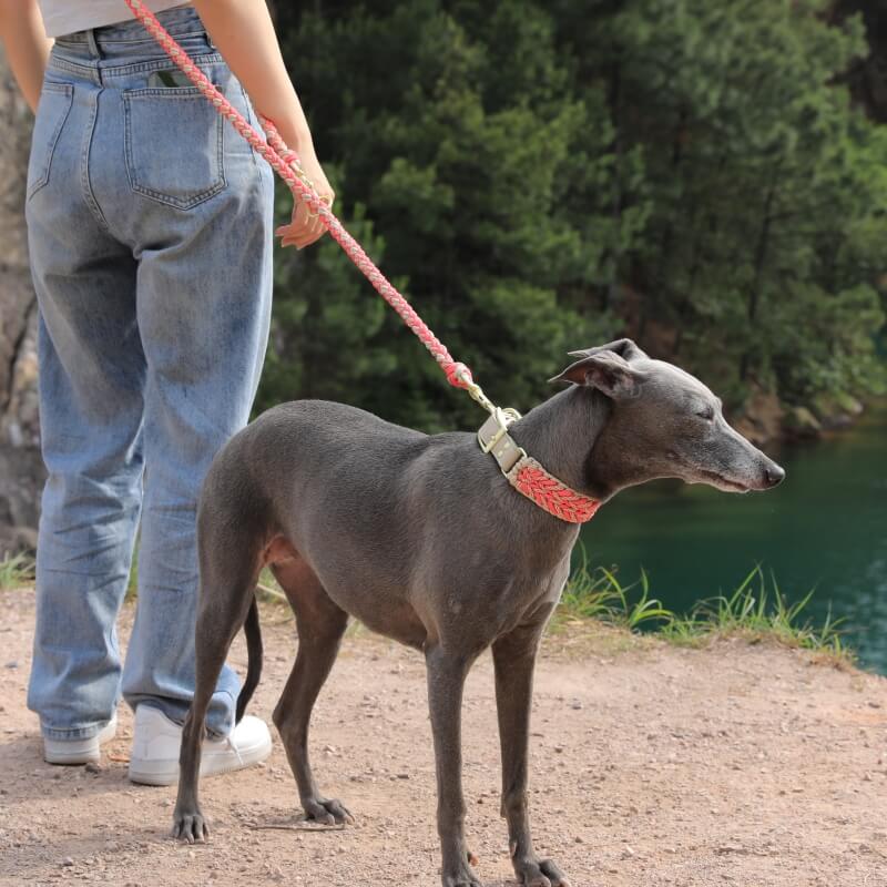 Practical anti-pull dog collar, hand-woven leather details for comfort and strength, pet supplies