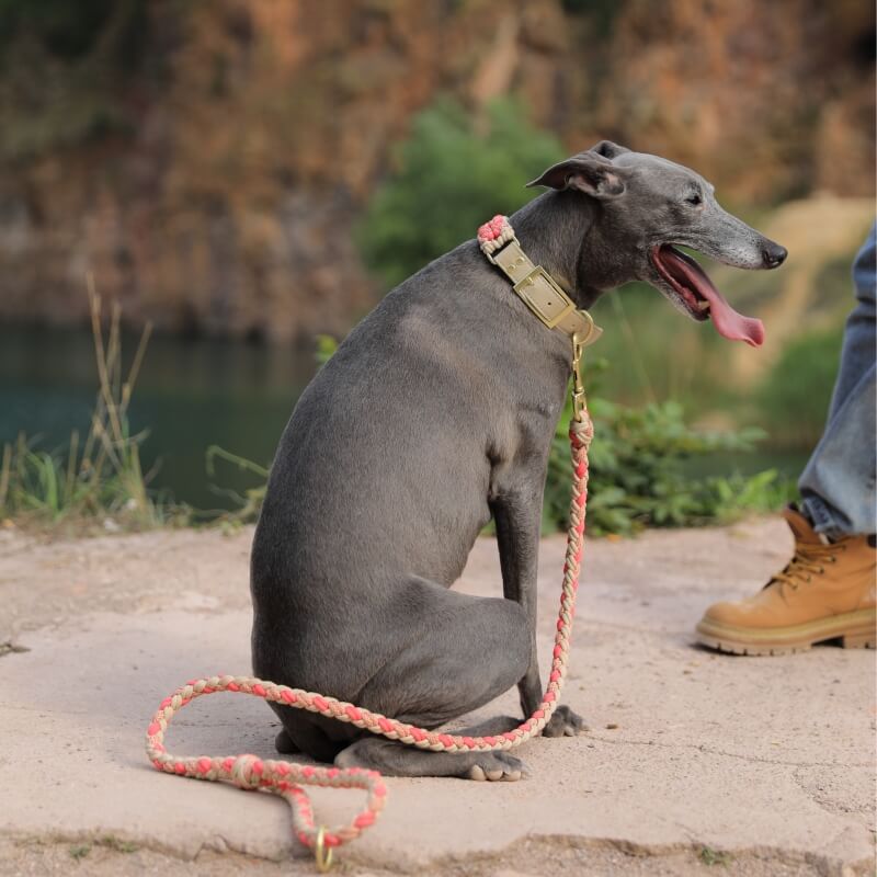 Pet accessory set: durable hand-woven leather and hemp rope dog collar and leash for training