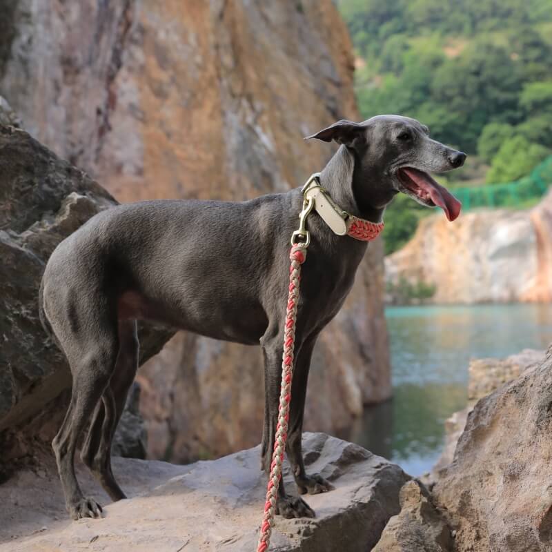 Dog walking with owner, using the anti-pull dog collar and leash set for better control