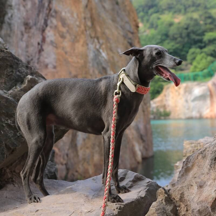 Dog walking with owner, using the anti-pull dog collar and leash set for better control