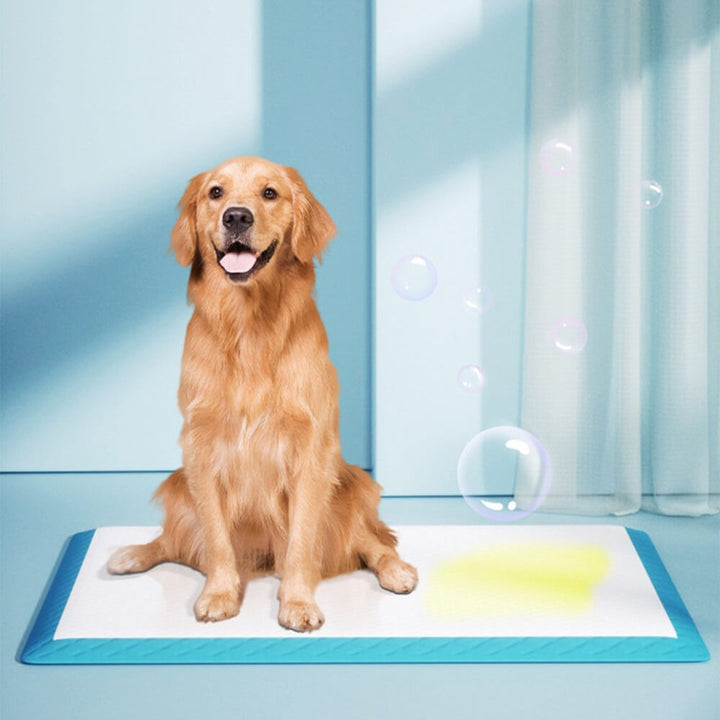 New4 disposable absorbent dog training pad with blue border, for potty training pets