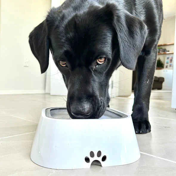 No-Spill Pet Water Bowl for dogs & cats, anti-splash design, blue