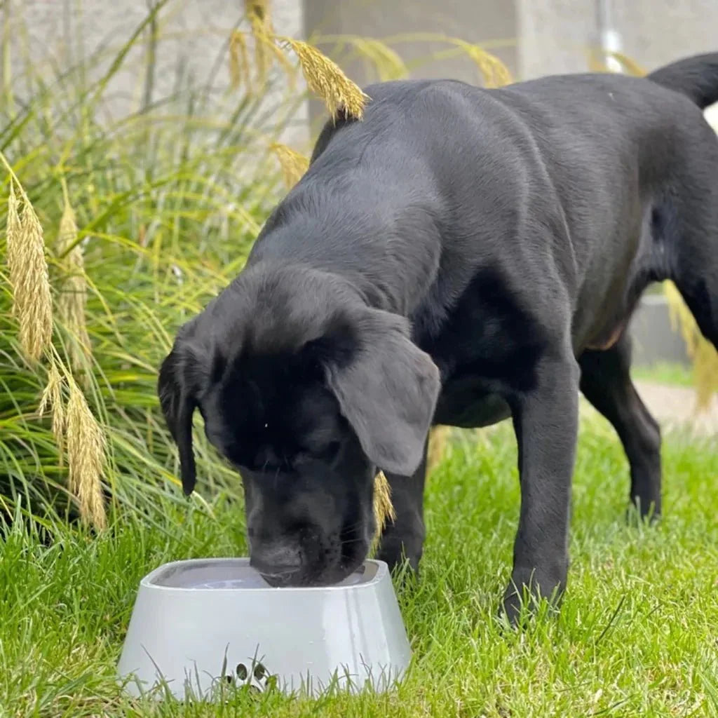 Hydration pet bowl, universal design for cats and dogs, prevents messy spills