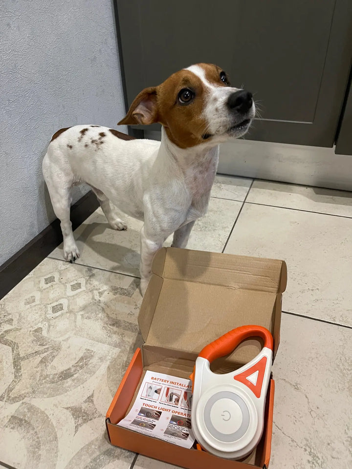 Bright orange dog leash & harness with an integrated LED light for secure night time strolls