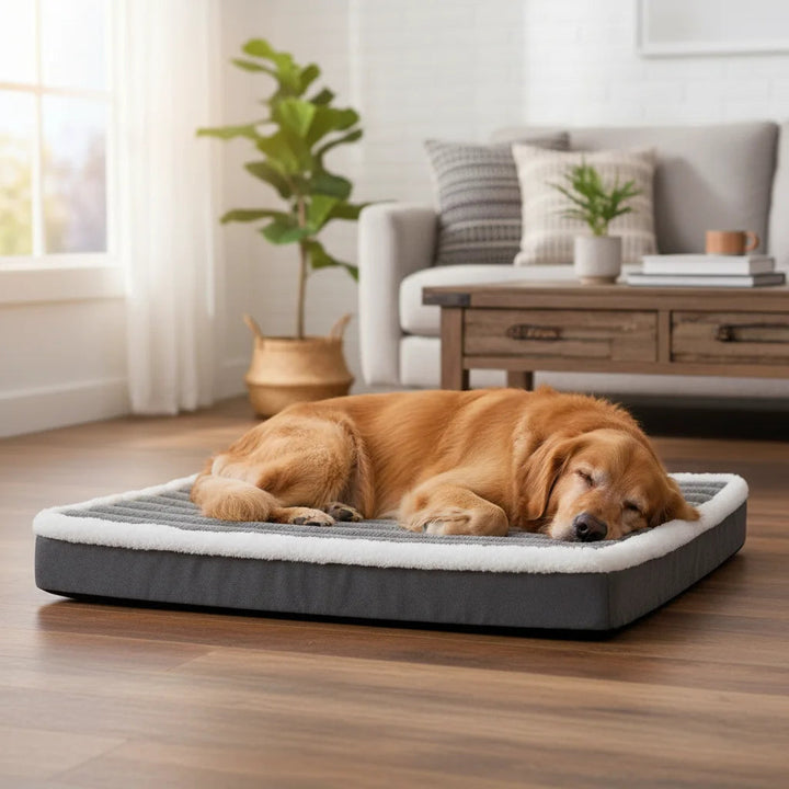 Orthopedic foam dog bed with a washable, removable cover, providing joint support for pets.