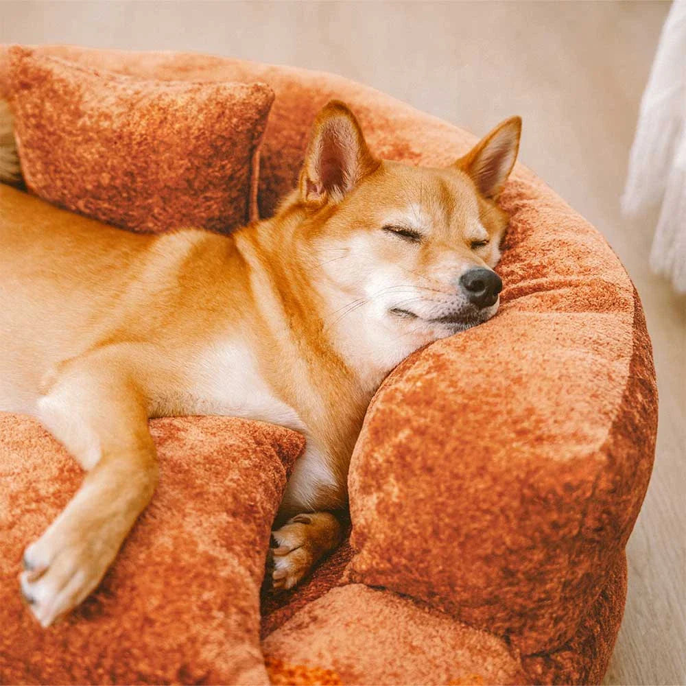 Dog comfort redefined: orthopedic velvet donut bed with cozy pillows, fully washable.