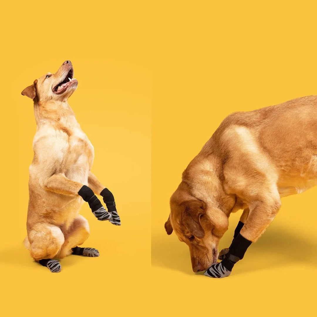 Close-up of a dog's paw wearing a black anti-slip dog sock, showcasing grip pads for senior dogs.