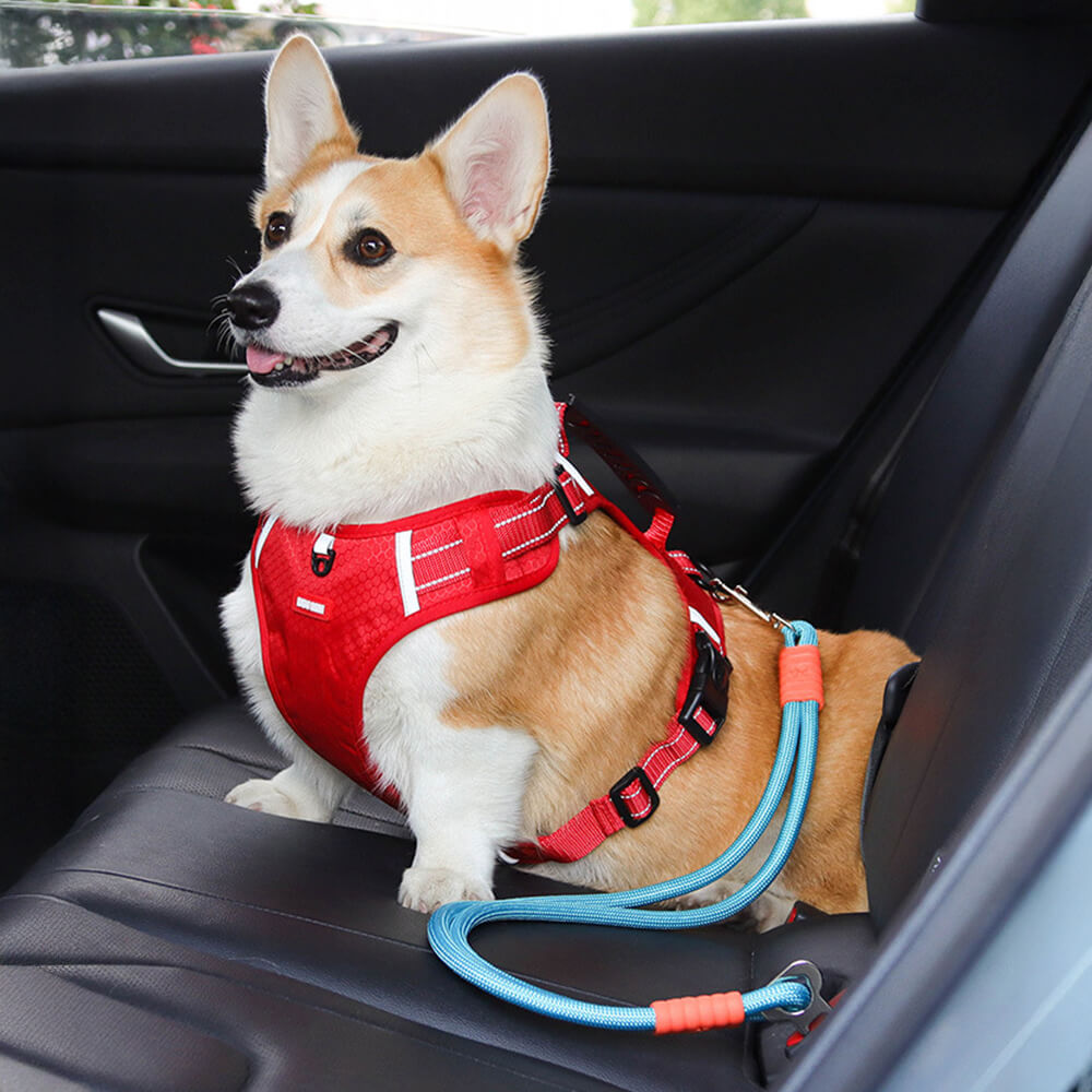 Dog secured in car with pet car safety seat belt leash, promoting safe journeys