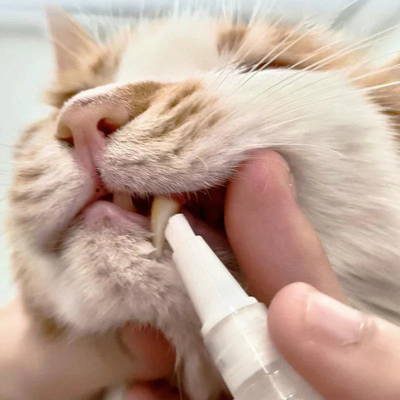 Easy-to-use pet dental pen for healthy teeth in dogs and cats, pet care essential
