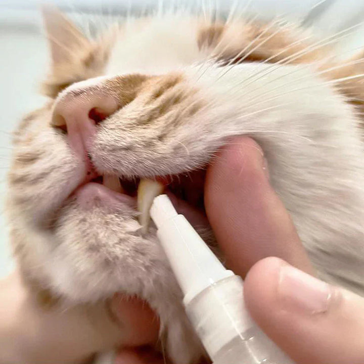 Easy-to-use pet dental pen for healthy teeth in dogs and cats, pet care essential