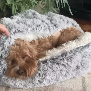 Anxiety relief dog bed. Soft calming cave pet bed for deep sleep, a comfortable pet accessory.
