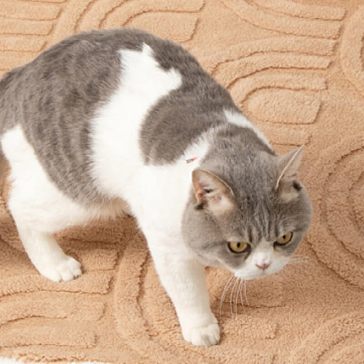 Warm dog blanket, plush and double-sided, perfect as a pet accessory, machine washable.