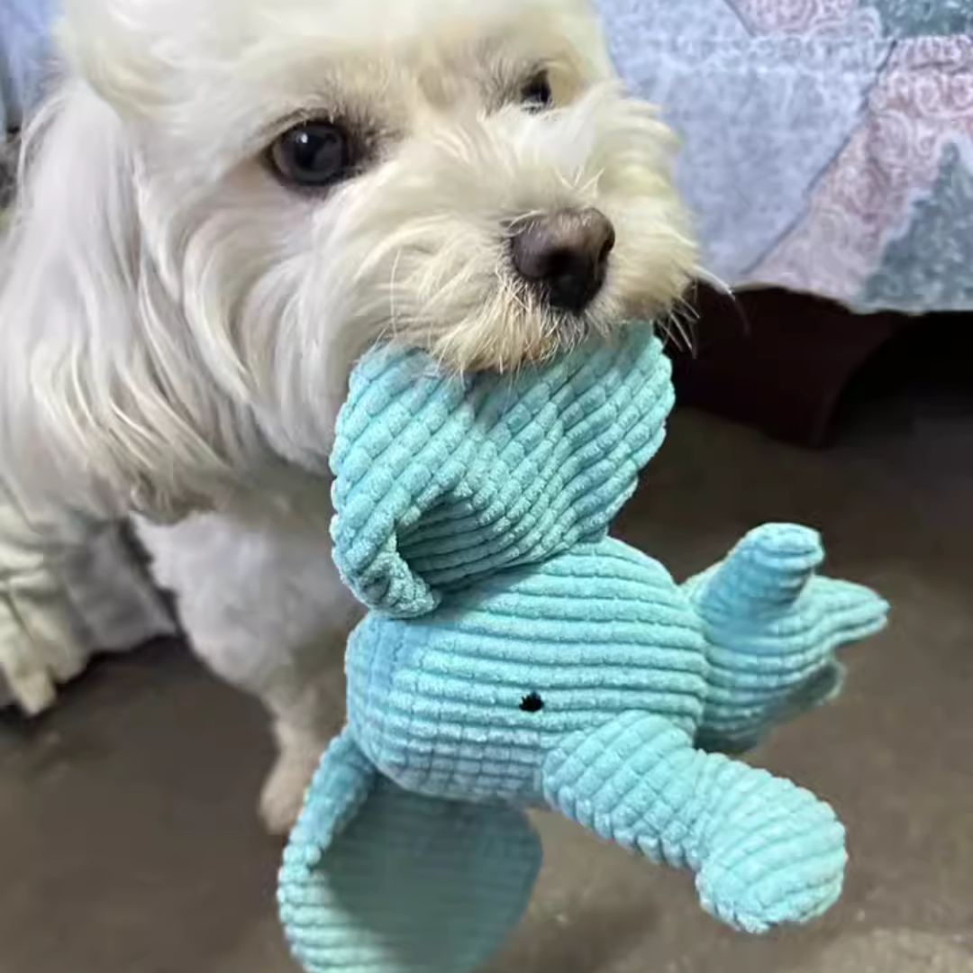 Soft, machine washable elephant dog toy designed for comfort, chewing, and interactive sound engagement.