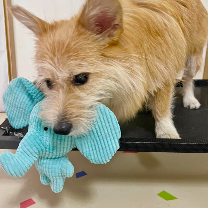Adorable elephant shaped plush dog toy, offering soft comfort and engaging sounds for anxious pets.