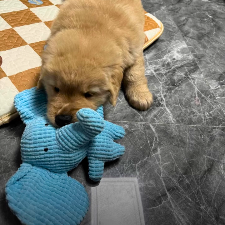 Comforting elephant dog chew toy with interactive sounds, ideal for soft play and reducing pet anxiety.