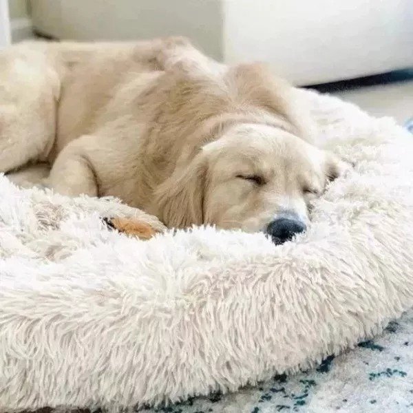 Pet bed showcasing elevated rim for head and neck support, anti-anxiety deep sleep design.