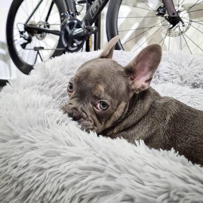 Grey pet bed textured faux fur, promoting deep, undisturbed sleep for anxious animals.