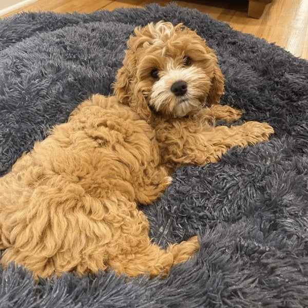 Large calming pet bed, spacious for big dogs, luxurious deep sleep experience, anti-anxiety.
