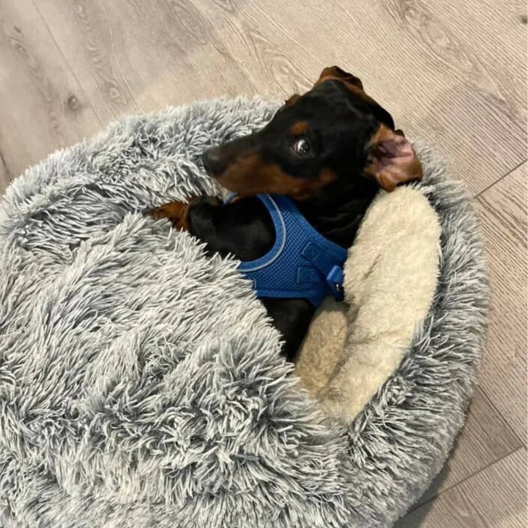 Pet's head resting on the raised rim of the calming pet bed, illustrating head and neck support.