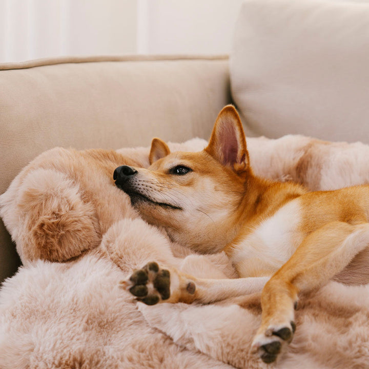 Non-slip pet sofa protector with fluffy texture, calming dog bed mat for couch